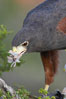 Harris hawk devours a dove. Image #12158