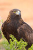 Golden eagle. Image #12210
