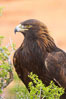 Golden eagle. Image #12211
