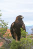 Golden eagle. Image #12214