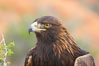 Golden eagle. Image #12216