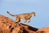 Mountain lion leaping. Image #12283