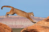 Mountain lion leaping.