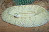Neotropical rattlesnake. Image #12561