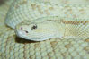 Neotropical rattlesnake. Image #12563