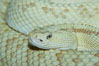 Neotropical rattlesnake. Image #12565