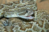 Southern Pacific rattlesnake.  The southern Pacific rattlesnake is common in southern California from the coast through the desert foothills to elevations of 10,000 feet.  It reaches 4-5 feet (1.5m) in length. Image #12584