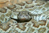 Southern Pacific rattlesnake.  The southern Pacific rattlesnake is common in southern California from the coast through the desert foothills to elevations of 10,000 feet.  It reaches 4-5 feet (1.5m) in length. Image #12588