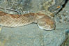 Western diamondback rattlesnake. Image #12600