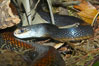 The Australian taipan snake is considered one of the most venomous snakes in the world. Image #12626