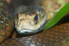 The Australian taipan snake is considered one of the most venomous snakes in the world. Image #12627