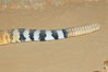 Rattle and characteristic stripes of the red diamond rattlesnake. Image #12733