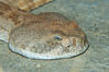 Western diamondback rattlesnake. Image #12734