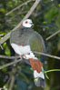 White-breasted imperial pidgeon, native to Sulawesi. Image #12750