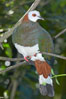 White-breasted imperial pidgeon, native to Sulawesi. Image #12751
