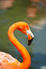 Caribbean flamingo. Image #12761