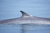 Fin whale dorsal fin.  The fin whale is named for its tall, falcate dorsal fin.  Mariners often refer to them as finback whales.  Coronado Islands, Mexico (northern Baja California, near San Diego). Coronado Islands (Islas Coronado). Image #12769
