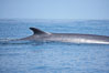 Fin whale dorsal fin.  The fin whale is named for its tall, falcate dorsal fin.  Mariners often refer to them as finback whales.  Coronado Islands, Mexico (northern Baja California, near San Diego). Coronado Islands (Islas Coronado). Image #12771