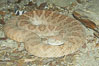 Western diamondback rattlesnake. Image #12809