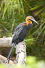 African darter.   Darters are also known as snakebirds because they swim with only their heads and necks out of the water.  A hinge mechanism at the birds eighth neck vertebra enables the bird to strike, snapping up insects on the water and stabbing fish.  A stabbed fish is shaken loose, flipped up in the air and swallowed head first. Image #12831