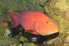 Coral grouper. Image #12883
