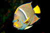 King angelfish. Image #12891