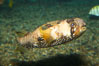 Freckled porcupinefish. Image #12908