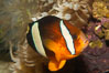 Barrier reef anemonefish. Image #12912