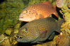 Squaretail coralgrouper (front) and spotted coralgrouper (rear). Image #12915