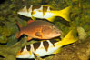 Spotted coralgrouper (center) and two saddleback coralgrouper (top, bottom). Image #12918