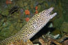 Honeycomb moray eel (tesselate moray). Image #12921