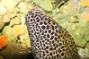 Honeycomb moray eel (tesselate moray). Image #12922