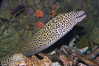 Honeycomb moray eel (tesselate moray). Image #12923