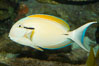 Blackstripe surgeonfish. Image #12963