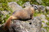 Yellow-bellied marmots can often be found on rocky slopes, perched atop boulders. Yellowstone National Park, Wyoming, USA. Image #13055