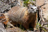 Yellow-bellied marmots can often be found on rocky slopes, perched atop boulders. Yellowstone National Park, Wyoming, USA. Image #13058
