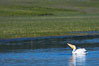 White pelican on the Yellowstone River. Hayden Valley, Yellowstone National Park, Wyoming, USA. Image #13110
