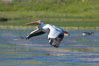 White pelican flies over the Yellowstone River. Hayden Valley, Yellowstone National Park, Wyoming, USA. Image #13112
