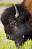 The bisons massive head is its most characteristic feature. Its forehead bulges because of its convex-shaped frontal bone. Its shoulder hump, dwindling bowlike to the haunches, is supported by unusually long spinal vertebrae. Over powerful neck and shoulder muscles grows a great shaggy coat of curly brown fur, and over the head, like an immense hood, grows a shock of black hair. Its forequarters are higher and much heavier than its haunches. A mature bull stands about 6 1/2 feet (2 meters) at the shoulder and weighs more than 2,000 pounds (900 kilograms). The bisons horns are short and black. In the male they are thick at the base and taper abruptly to sharp points as they curve outward and upward; the females horns are more slender. Yellowstone National Park, Wyoming, USA. Image #13120
