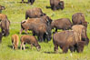 The Lamar herd of bison grazes, a mix of mature adults and young calves. Lamar Valley, Yellowstone National Park, Wyoming, USA. Image #13123