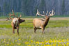 Bull elk spar to establish harems of females, Gibbon Meadow. Gibbon Meadows, Yellowstone National Park, Wyoming, USA. Image #13151