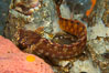 Mosshead warbonnet.  The moss-like protrusions on its head (cirri) may provide some camoflage effect. Image #13714