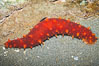 California sea cucumber.  Sea cucumbers are related to sea stars and sea urchins. The sharp looking spines are soft to the touch and disappear into the skin when disturbed. If this visual defense doesnt work, the sea cucumber will expel its respiratory system. When this occurs in the wild it can regrow the lost organs. Image #13732