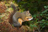 Douglas squirrel, a common rodent in coniferous forests in western North American, eats a mushroom, Hoh rainforest. Hoh Rainforest, Olympic National Park, Washington, USA. Image #13778