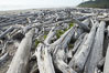 Enormous driftwood logs stack up on the wide flat sand beaches at Kalaloch. Olympic National Park, Washington, USA. Image #13786