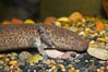 Lesser siren, a large amphibian with external gills, can also obtain oxygen by gulping air into its lungs, an adaptation that allows it to survive periods of drought.  It is native to the southeastern United States. Image #13980