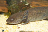Lesser siren, a large amphibian with external gills, can also obtain oxygen by gulping air into its lungs, an adaptation that allows it to survive periods of drought.  It is native to the southeastern United States. Image #13981