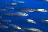 Pacific mackerel.  Long exposure shows motion as blur.  Mackerel are some of the fastest fishes in the ocean, with smooth streamlined torpedo-shaped bodies, they can swim hundreds of miles in a year. Image #14021