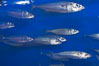 Pacific mackerel.  Long exposure shows motion as blur.  Mackerel are some of the fastest fishes in the ocean, with smooth streamlined torpedo-shaped bodies, they can swim hundreds of miles in a year. Image #14026
