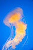 Egg-yolk jellyfish, fried egg jelly. Image #14033